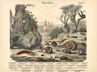 Molluscs by German School